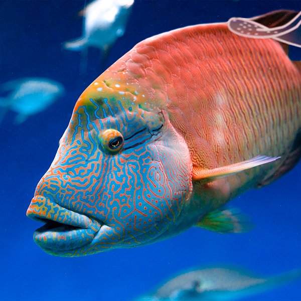 aquarium_moskvarium.jpg
